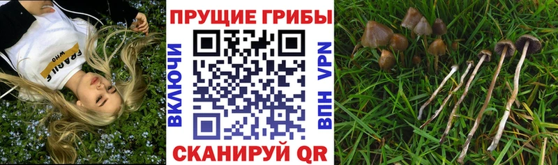 KRAKEN маркетплейс  Шимановск  Галлюциногенные грибы Magic Shrooms  цены наркотик 